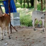 013245e3-deac-4777-bf65-544a12824e3a TRAGEDI MENANTI! LEMBU “LIAR” KUASAI JALAN LINTAS SUMATRA AEK NABARA, NYAWA SISWA SMA NEGERI 1 BILAH HULU TERANCAM!