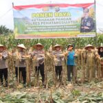 a1abf7bd-546d-43cd-a944-b51dd84afbcb Sinergi Kuat Polri dan Petani Siantar Wujudkan Ketahanan Pangan Nasional!