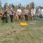 WhatsApp Image 2025-06-04 at 15.58.52_86b496fc Perkuat Ketahanan Pangan, Kadis Pertanian Simalungun Hadiri Panen Jagung Serentak di Gunung Malela
