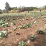 Kemarau, Pertumbuhan Tanaman Hortikultura di Silimakuta Kerdil